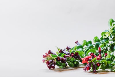 Close-up of fruits against white background