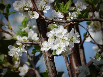 Close-up of white flowers on tree