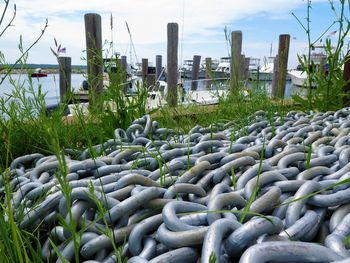 Plants growing on field by sea against sky