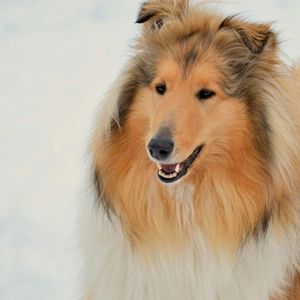 Close-up portrait of dog