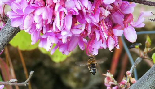 Close-up of pink flowers