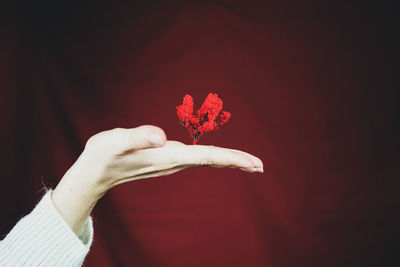 Cropped hand of woman holding red plants against colored background