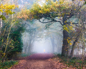 Road amidst trees in forest during autumn