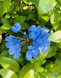 High angle view of blue flowering plant