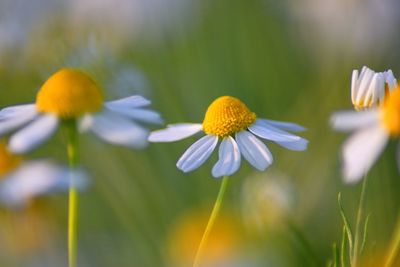 Close-up of yellow flowering plant