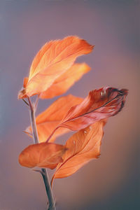 Close-up of orange rose flower