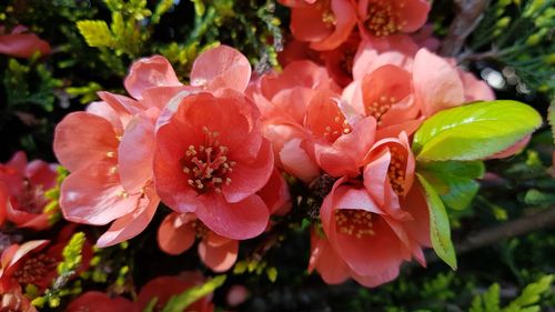 Close-up of pink flowering plant