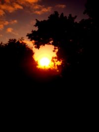 Low angle view of silhouette trees against orange sky