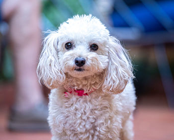 Close-up portrait of a dog