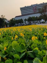 Yellow flowering plants on field against sky