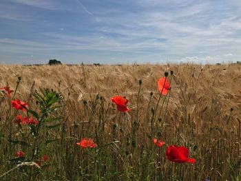 Poppies growing on field against sky