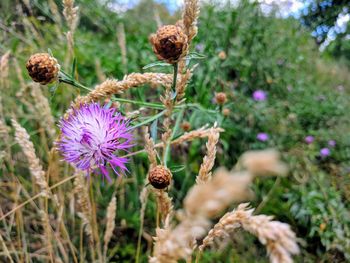 Close-up of purple flowering plant on field