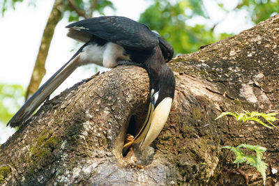 Low angle view of bird perching on tree