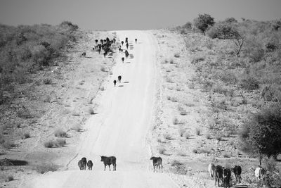 Cows walking on the hill