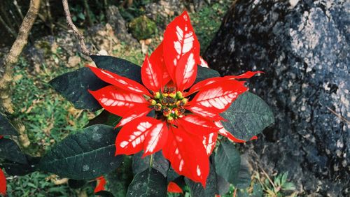 High angle view of red flower
