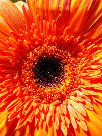 Full frame shot of orange flower