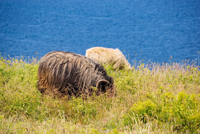 Sheep in a field