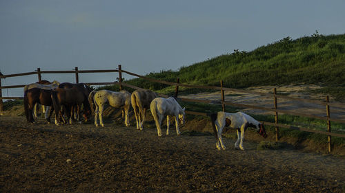 Horses on farm against sky