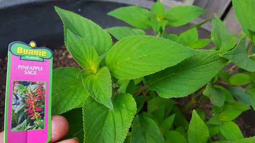 Close-up of plant