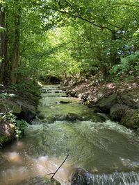 Stream flowing amidst trees in forest