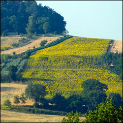 Scenic view of field against clear sky