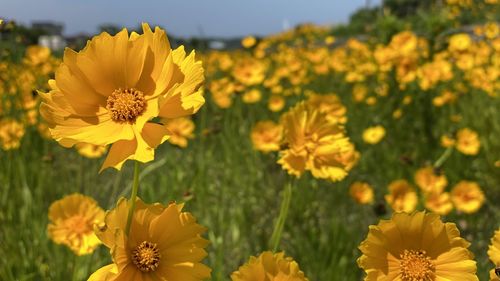 Close-up of yellow flowering plant on field