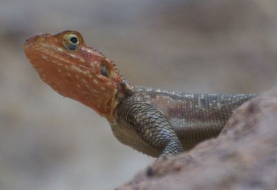 Close-up of lizard
