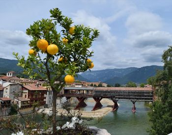 Fruits growing on plant by bridge against sky