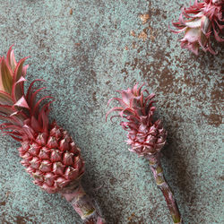 Close-up of red flowering plant