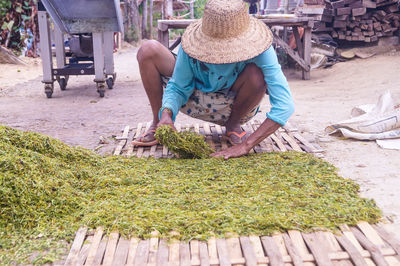 Woman working in tobacco farm wearing sun hat