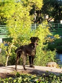 Dog in park