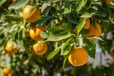 Close-up of orange fruit growing on plant
