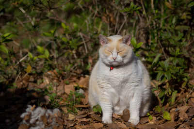 Close-up of cat against plants