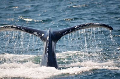 Waves splashing in sea
