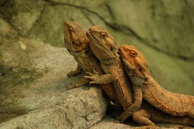 Close-up of a lizard on rock