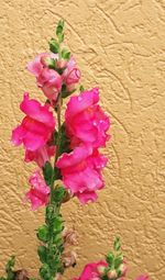 flowering plant