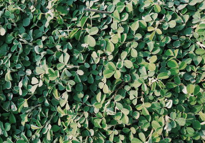 Full frame shot of ivy growing on field