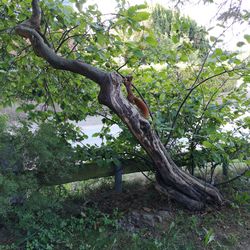 Tree in field