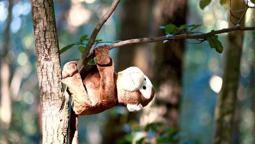 Close-up of stuffed toy on tree trunk