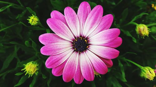 Close-up of pink flower