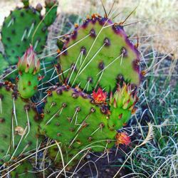 Close-up of cactus growing on field