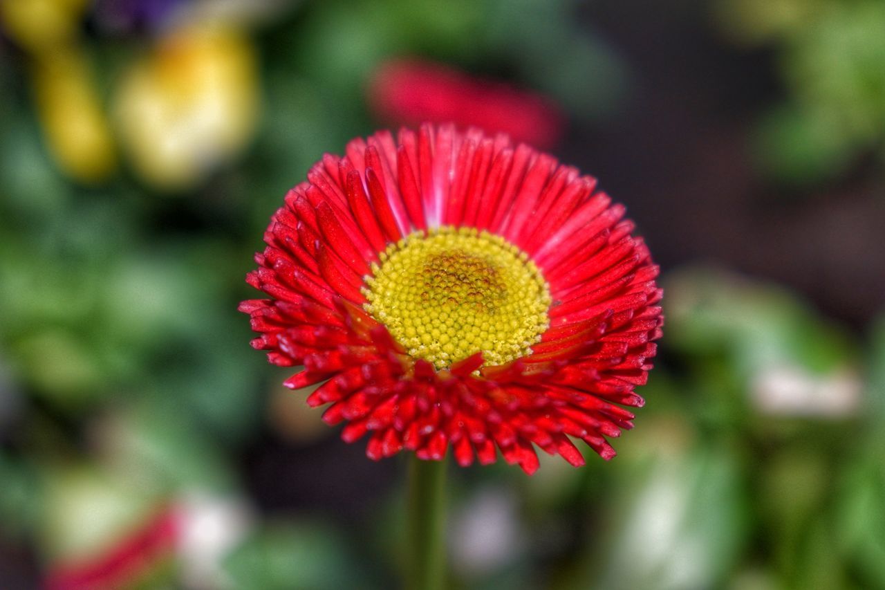 CLOSE-UP OF RED ROSE