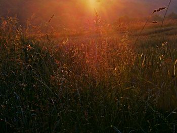 Scenic view of field against sky at sunset