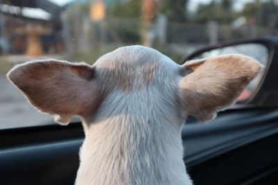 Close-up of dog looking through glass