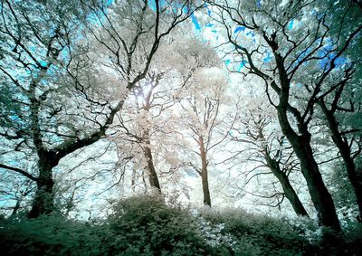 Low angle view of bare trees in forest