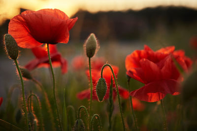 Close-up of red poppy flowers on field