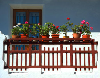 Potted plants on wooden table