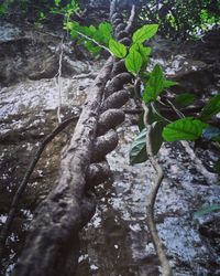 Close-up of tree trunk in forest