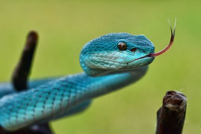 Blue insularis snake tree pit viper 