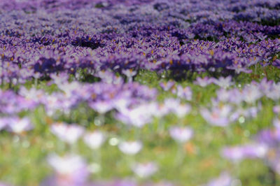 Close-up of purple flowers blooming in field